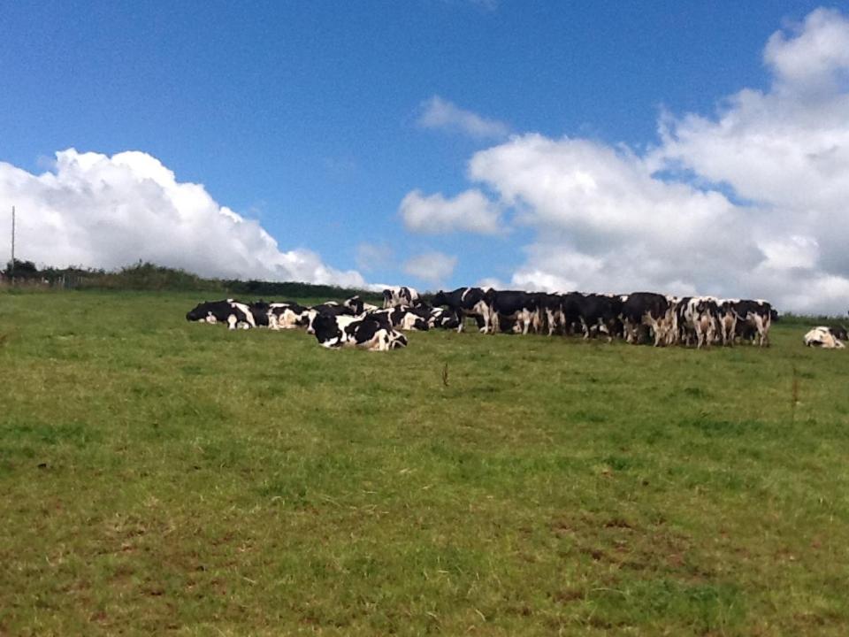 North Hollacombe Farm เครดิตัน ภายนอก รูปภาพ